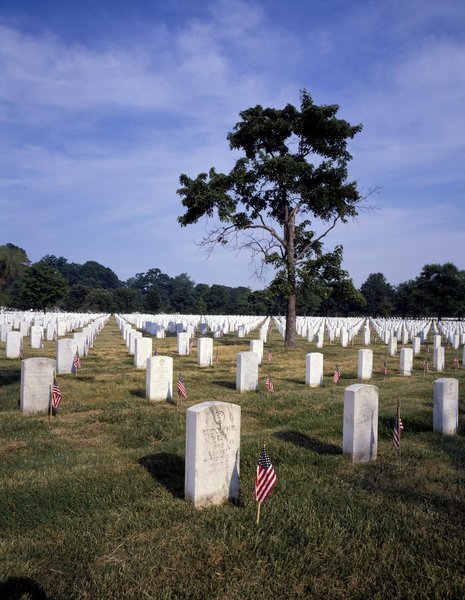 Rows of white headstones, each with a small American flag, at Arlington National Cemetery, one tall tree among them