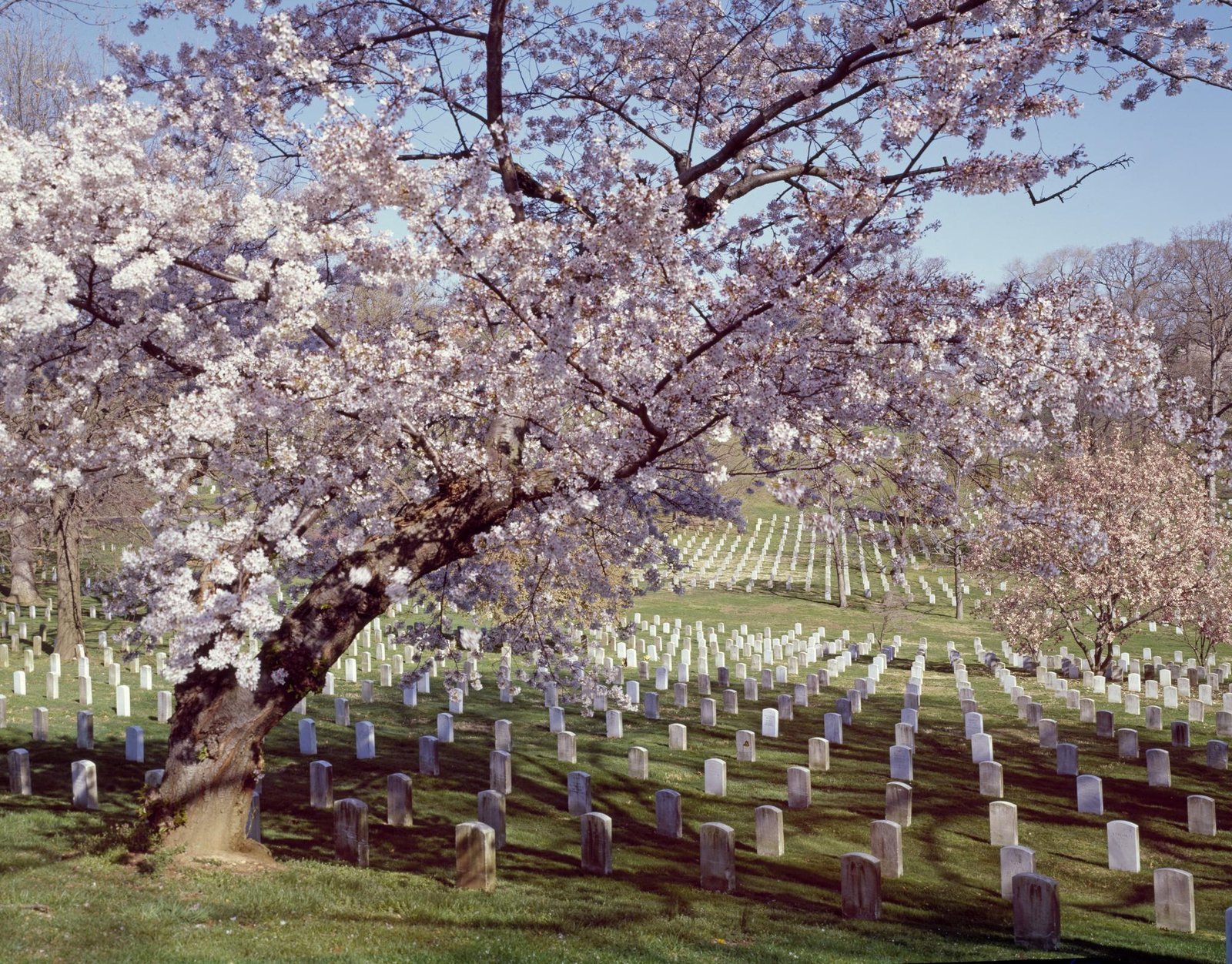 Rows of small white marble headstones on a green hillside under a flowering tree at Arlington National Cemetery, Virginia